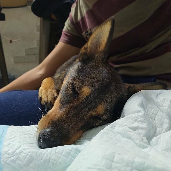 【真實分享】狗狗腫瘤照護(黑色素瘤):旺財吃久益生(維持精氣