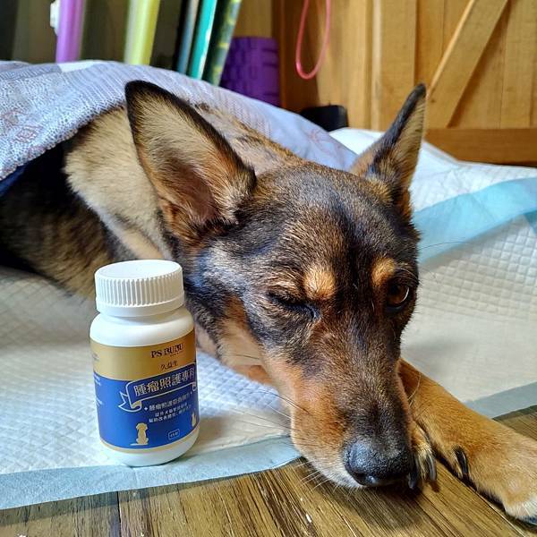 【真實分享】狗狗腫瘤照護(黑色素瘤):旺財吃久益生(維持精氣