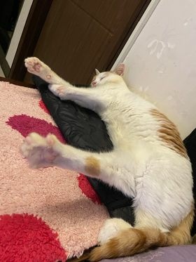 【真實分享】口炎貓咪:跛豪吃益口潔(口腔不適) 【真實分享】口炎貓咪:跛豪吃益口潔(口腔不適)