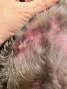 【真實分享】狗狗皮膚敏感紅紅、啃咬掉毛:露比吃超級黑酵母+舒 【真實分享】狗狗皮膚敏感紅紅、啃咬掉毛:露比吃超級黑酵母+舒