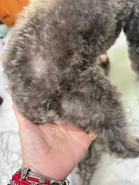 【真實分享】狗狗皮膚敏感紅紅、啃咬掉毛:露比吃超級黑酵母+舒 【真實分享】狗狗皮膚敏感紅紅、啃咬掉毛:露比吃超級黑酵母+舒