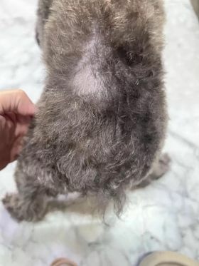 【真實分享】狗狗皮膚敏感紅紅、啃咬掉毛:露比吃超級黑酵母+舒 【真實分享】狗狗皮膚敏感紅紅、啃咬掉毛:露比吃超級黑酵母+舒