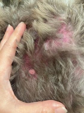 【真實分享】狗狗皮膚敏感紅紅、啃咬掉毛:露比吃超級黑酵母+舒 【真實分享】狗狗皮膚敏感紅紅、啃咬掉毛:露比吃超級黑酵母+舒