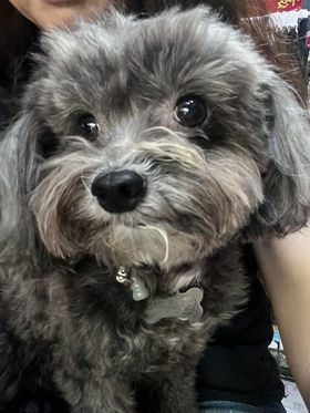 【真實分享】狗狗皮膚敏感紅紅、啃咬掉毛:露比吃超級黑酵母+舒 【真實分享】狗狗皮膚敏感紅紅、啃咬掉毛:露比吃超級黑酵母+舒