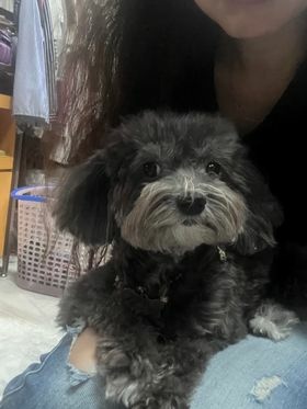 【真實分享】狗狗皮膚敏感紅紅、啃咬掉毛:露比吃超級黑酵母+舒 【真實分享】狗狗皮膚敏感紅紅、啃咬掉毛:露比吃超級黑酵母+舒