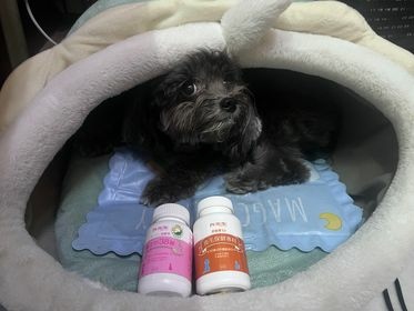 【真實分享】狗狗皮膚敏感紅紅、啃咬掉毛:露比吃超級黑酵母+舒 【真實分享】狗狗皮膚敏感紅紅、啃咬掉毛:露比吃超級黑酵母+舒