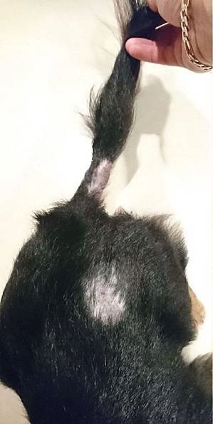 臘腸吃舒敏豐毛.jpg 臘腸吃舒敏豐毛.jpg