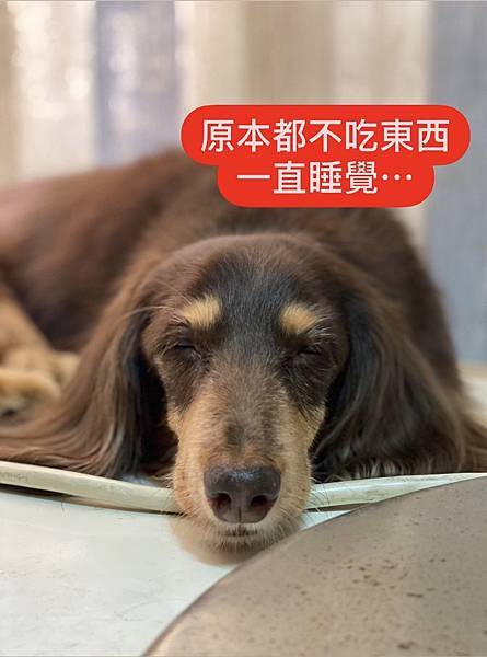 寵力沛 食慾不好 精神差 使用前