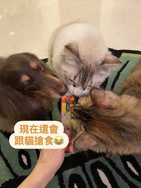 寵力沛 改善食慾 精神體力好 使用後