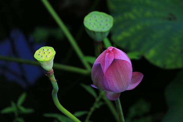 台北植物園賞荷