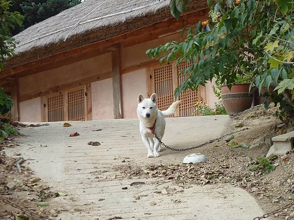釜山之旅 - 彷彿世外桃源的慶州良洞村(경주양동마을) 釜山之旅 - 彷彿世外桃源的慶州良洞村(경주양동마을)