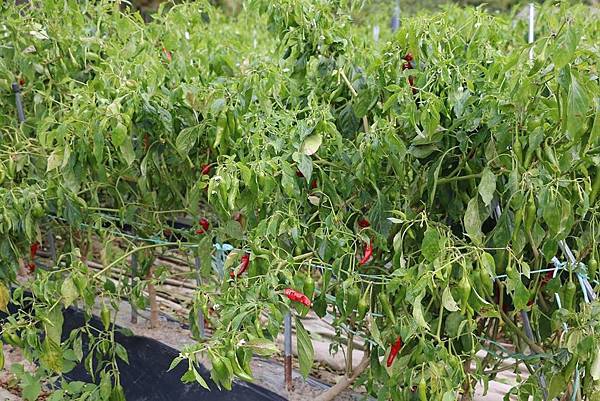 釜山之旅 - 彷彿世外桃源的慶州良洞村(경주양동마을)