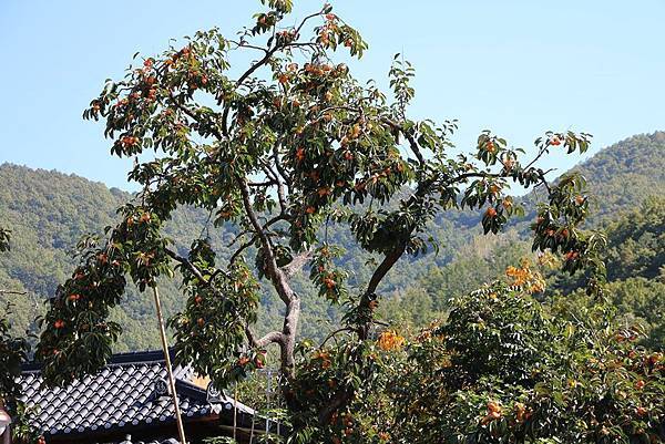 釜山之旅 - 漫遊酒鄉【大邱清道郡柿子酒莊(WINE Tun