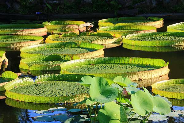 士林雙溪公園的大王蓮