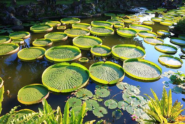 士林雙溪公園的大王蓮