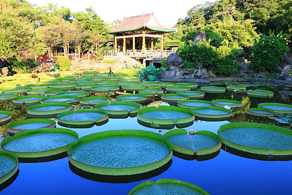 士林雙溪公園的大王蓮