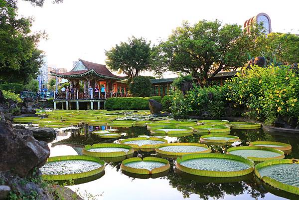 士林雙溪公園的大王蓮