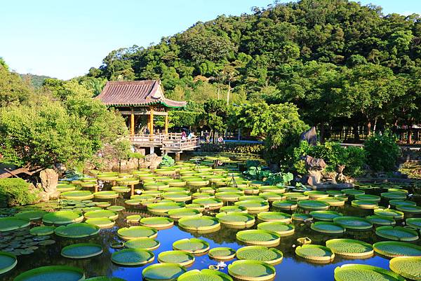 士林雙溪公園的大王蓮