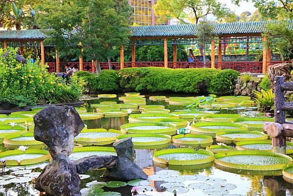 士林雙溪公園的大王蓮