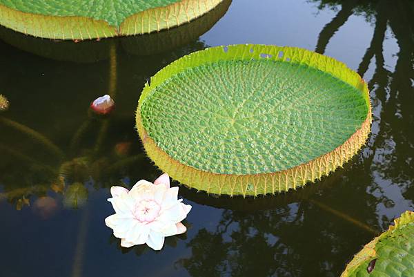 士林雙溪公園的大王蓮