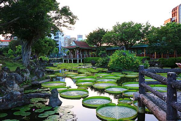 士林雙溪公園的大王蓮