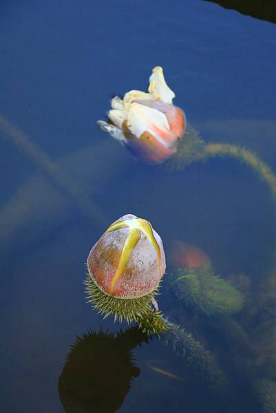 士林雙溪公園的大王蓮