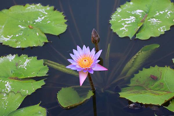 士林雙溪公園的大王蓮