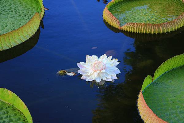 士林雙溪公園的大王蓮