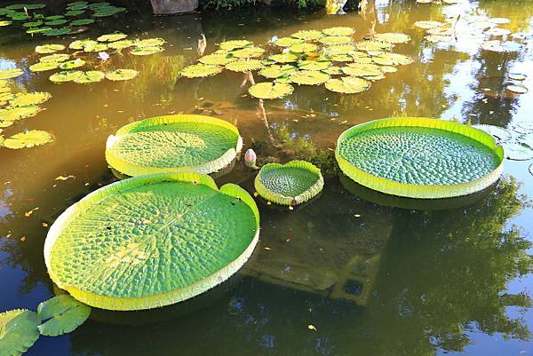 士林雙溪公園的大王蓮