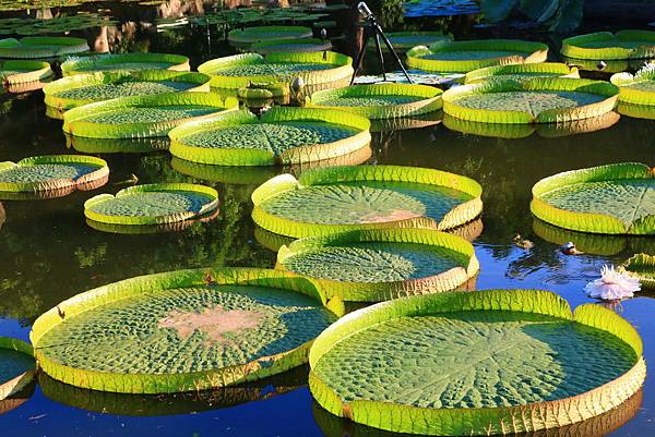 士林雙溪公園的大王蓮