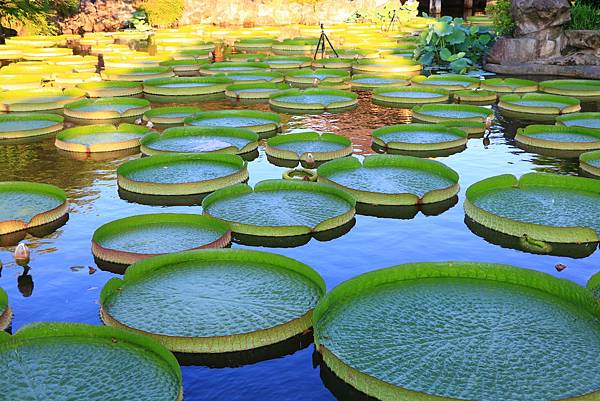 士林雙溪公園的大王蓮