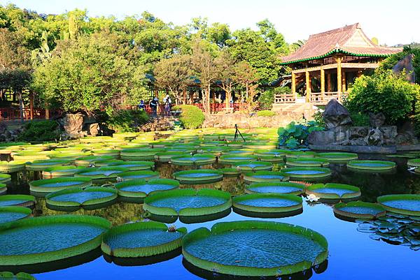 士林雙溪公園的大王蓮