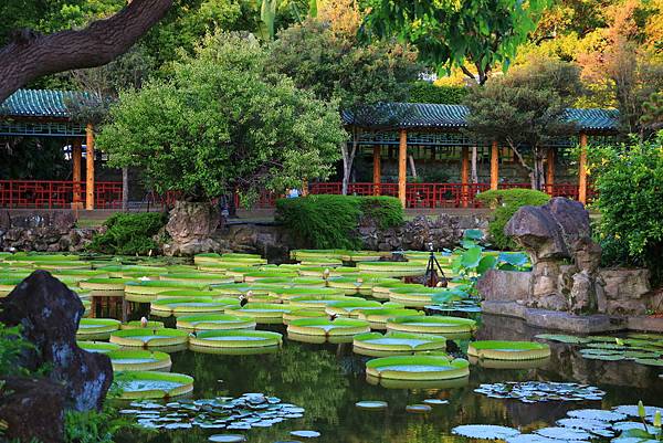 士林雙溪公園的大王蓮