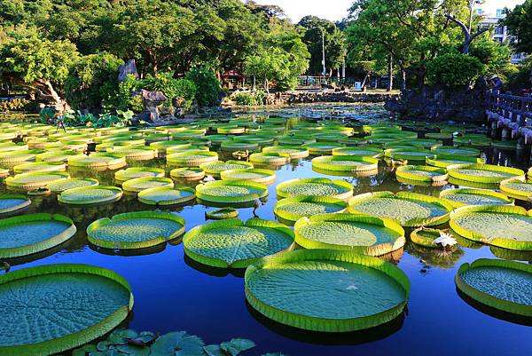 士林雙溪公園的大王蓮