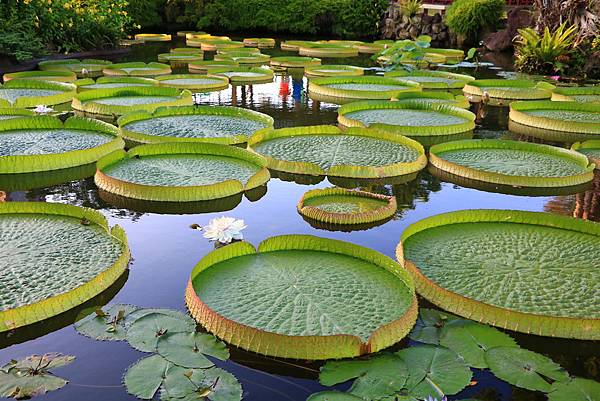 士林雙溪公園的大王蓮