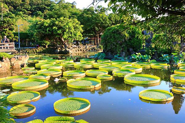 士林雙溪公園的大王蓮