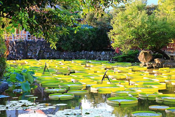 士林雙溪公園的大王蓮