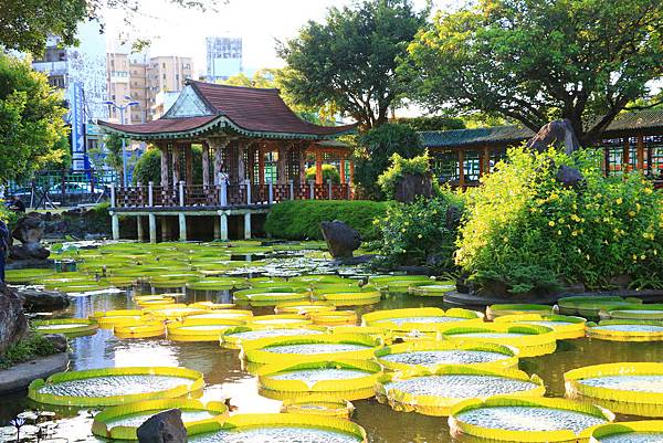 士林雙溪公園的大王蓮