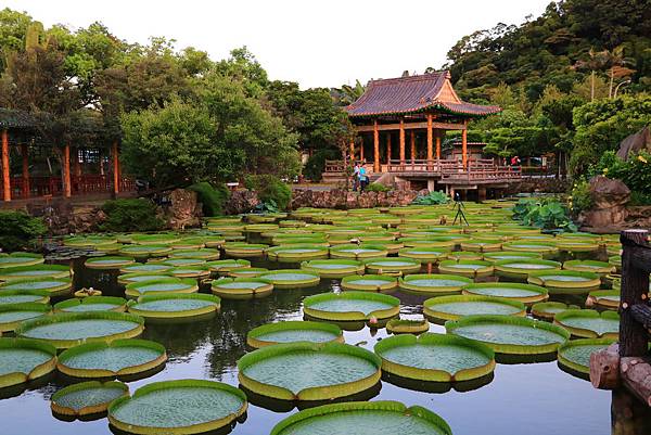 士林雙溪公園的大王蓮