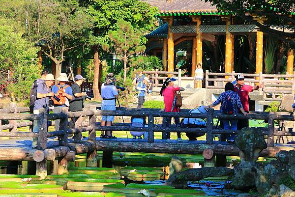 士林雙溪公園的大王蓮