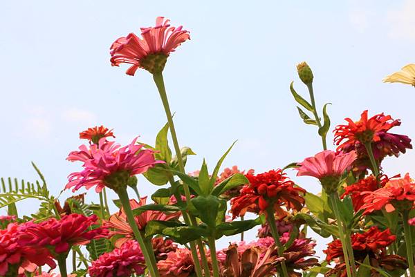 賞花不必遠行 - 關渡花海節在士林