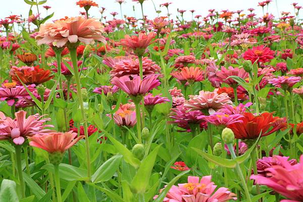 賞花不必遠行 - 關渡花海節在士林