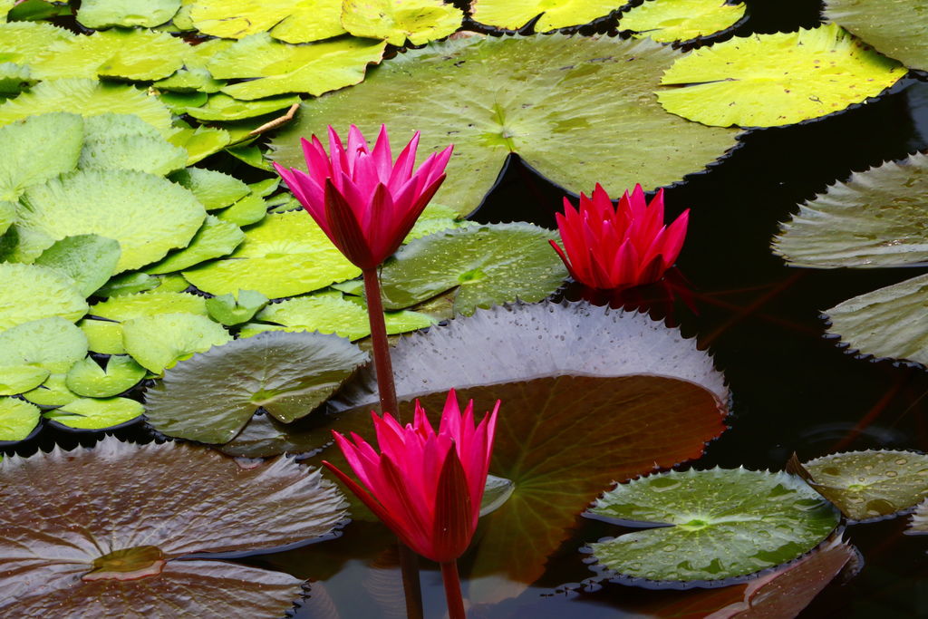 士林雙溪公園的睡蓮