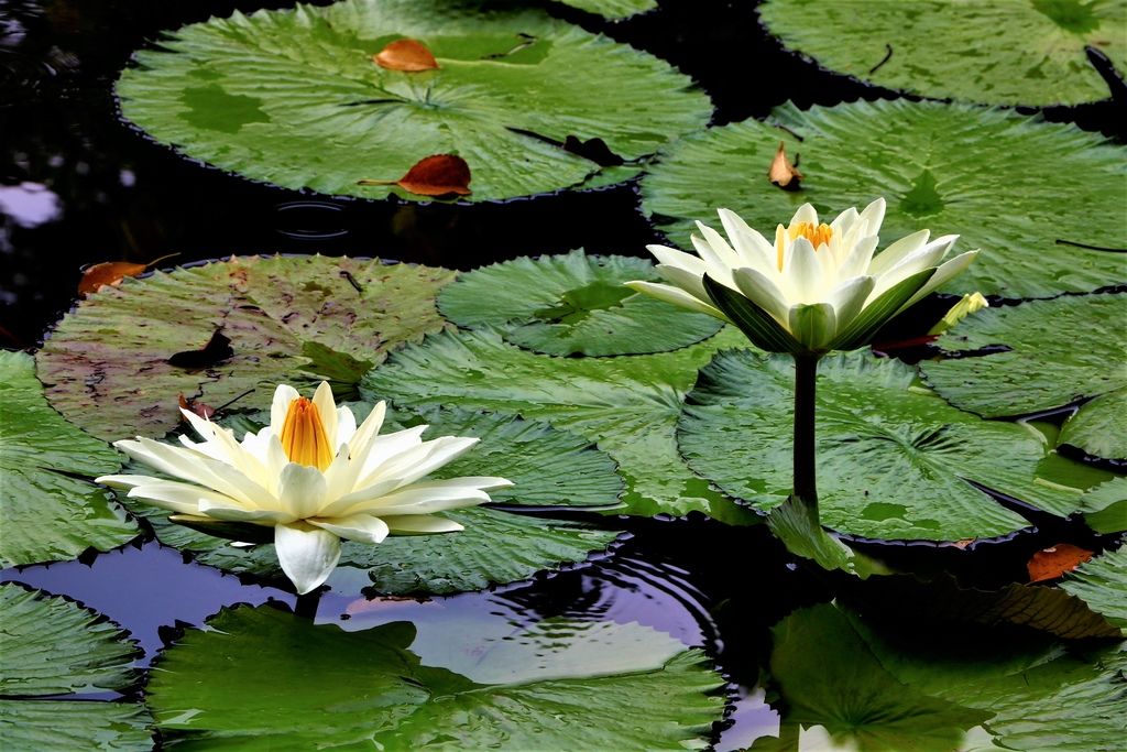 士林雙溪公園的睡蓮