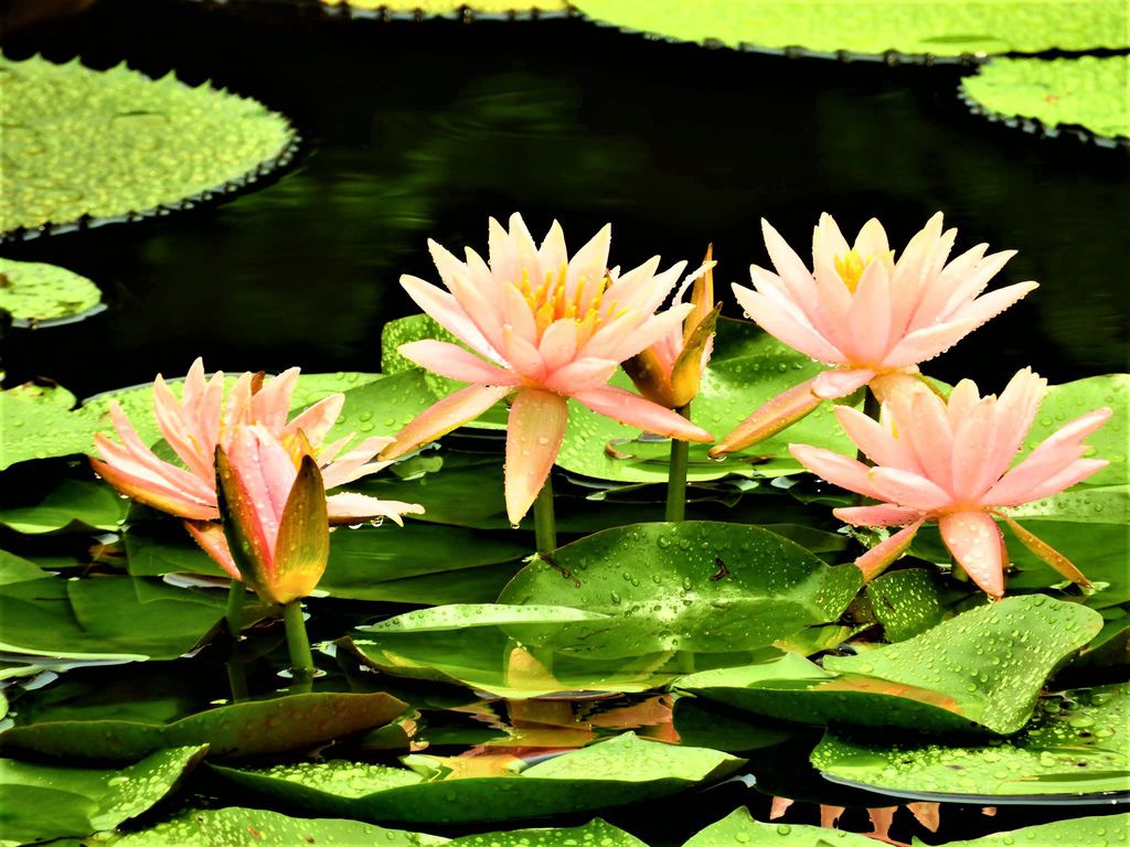 士林雙溪公園的睡蓮