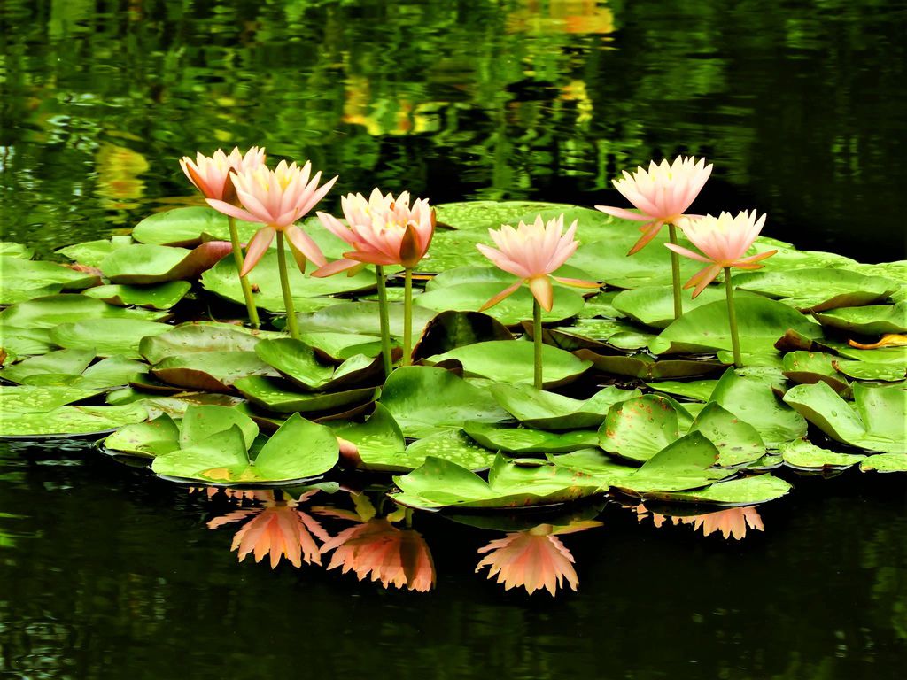 士林雙溪公園的睡蓮