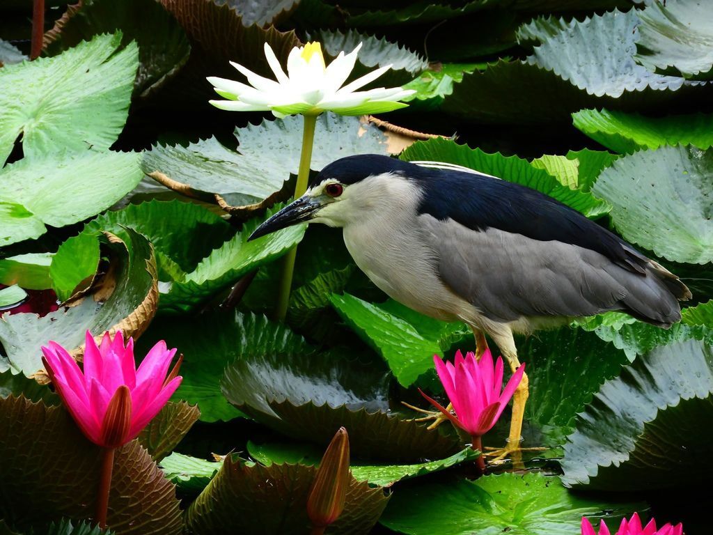 士林雙溪公園的睡蓮