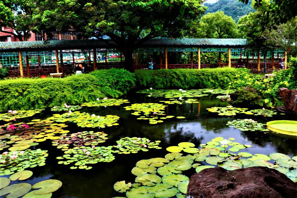 士林雙溪公園的睡蓮