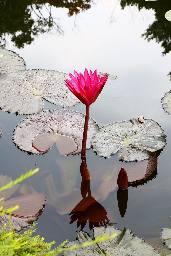 士林雙溪公園的睡蓮