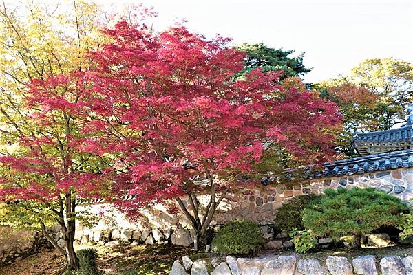 釜山之旅 - 慶州佛國寺경주불국사